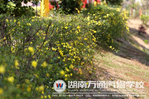 星星點(diǎn)點(diǎn)的迎春花