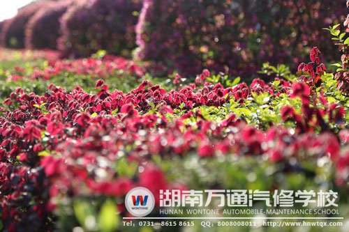 成片成片的紅花檵木