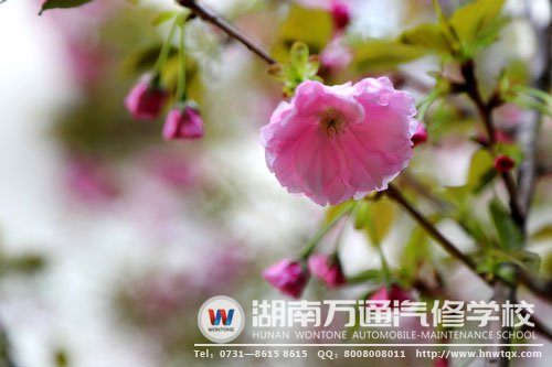 一枝獨(dú)秀的晚櫻